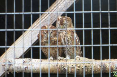 Die Greifvogelschutzstation wurde besichtigt. - Die Greifvogelschutzstation wurde besichtigt.